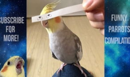 鹦鹉搞笑视频,笑料百出，萌态可掬